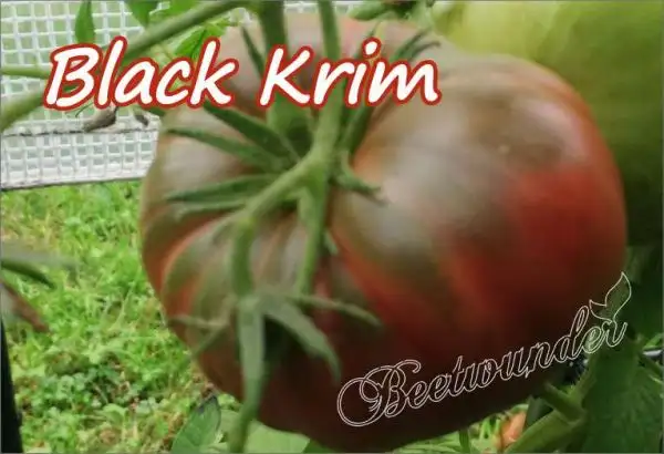 Tomaten: Black Krim