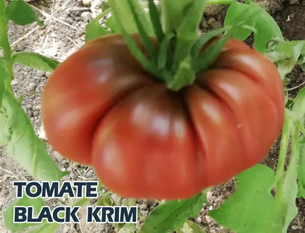 Tomaten: Black Krim