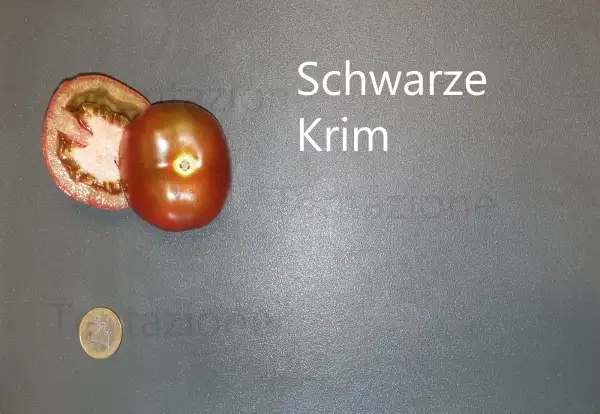 Tomaten: Black Krim