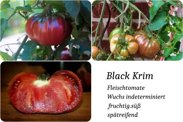 Tomaten: Black Krim