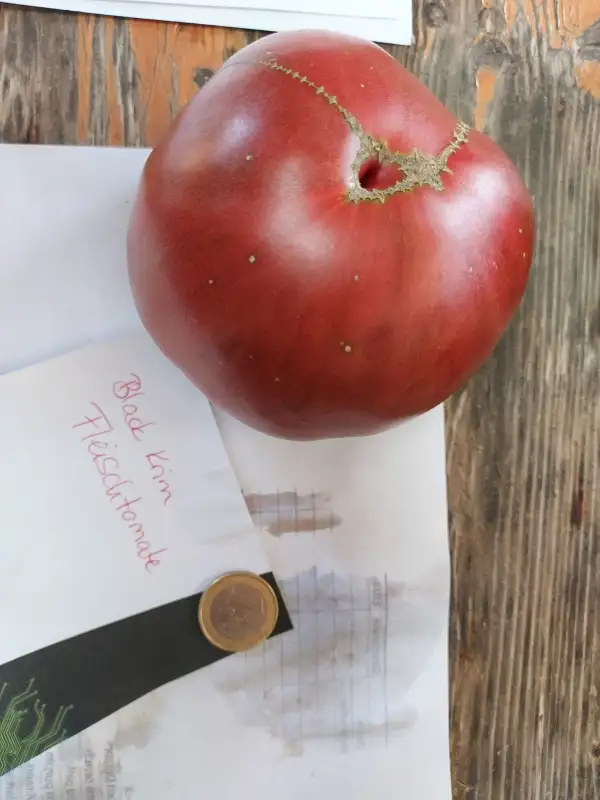 Tomaten: Black Krim (Fleischtomate)