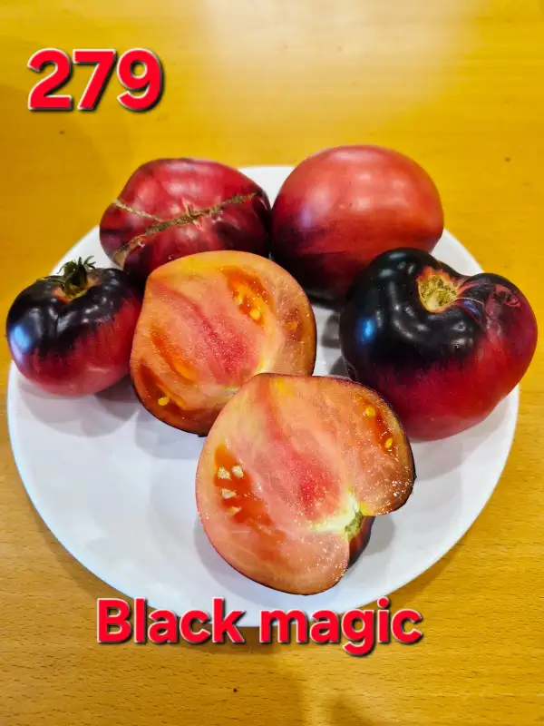 Tomaten: Black magic