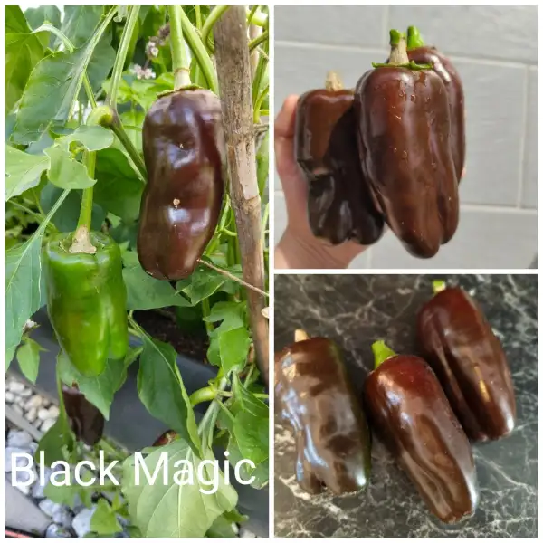 Chili / Paprika: Black Magic Paprika