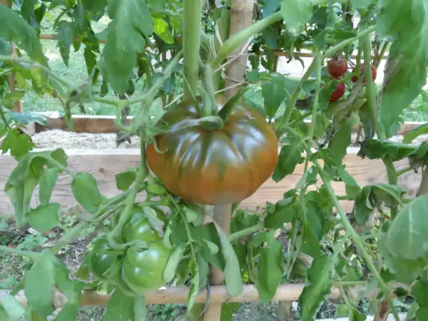 Tomaten: Black Mammoth ( Kat# 2405 )