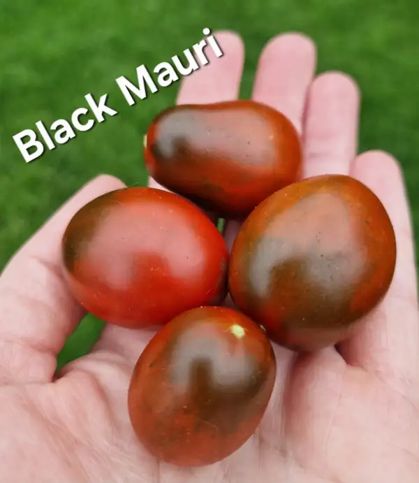 Tomaten: Black Mauri