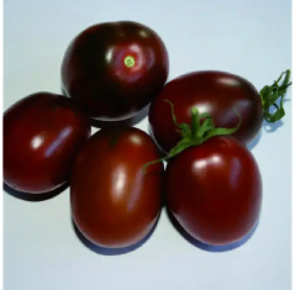 Tomaten: Black Mavr