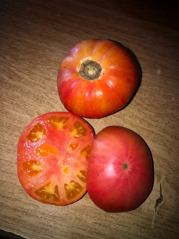 Tomaten: Black Mountain Pink