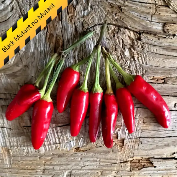 Chili: Black Mutant no Mutant