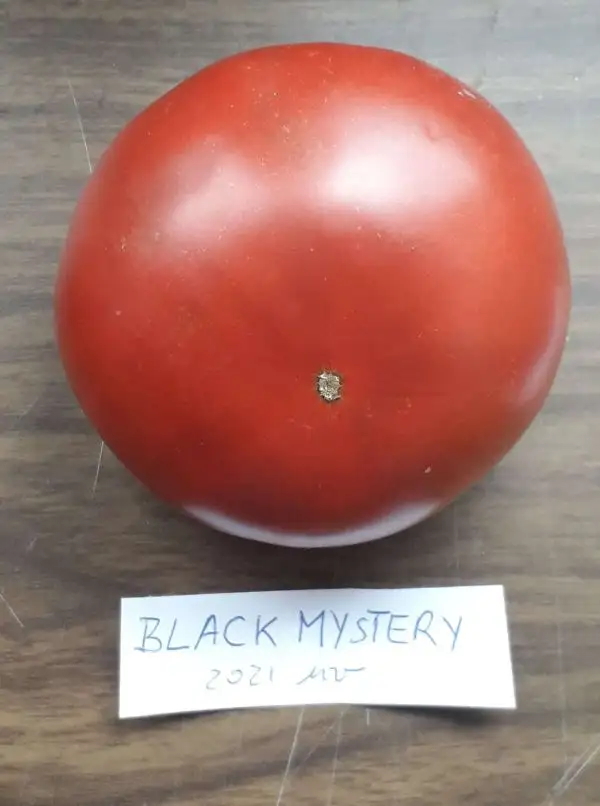 Tomaten: Black Mystery