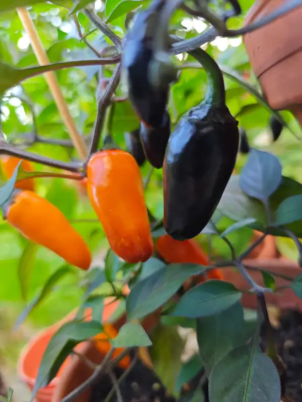 Chili / Paprika: Black Olive
