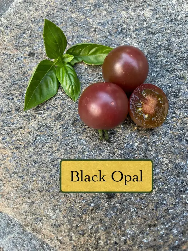 Tomaten: Black Opal
