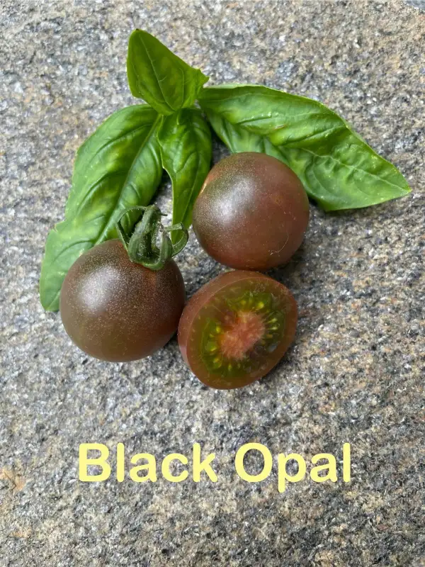 Tomaten: Black Opal