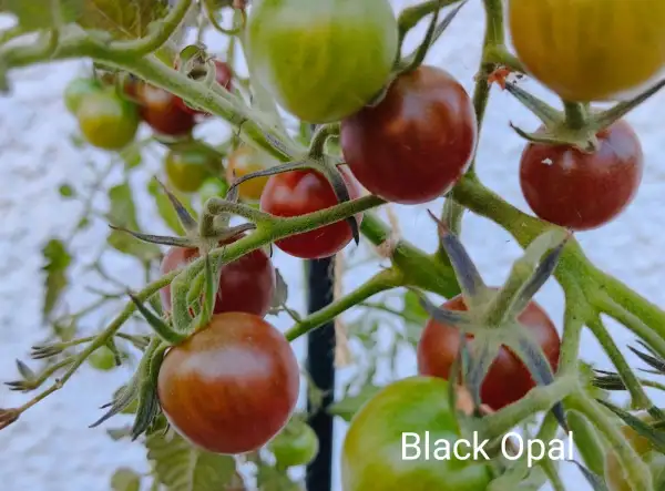 Tomaten: Black Opal