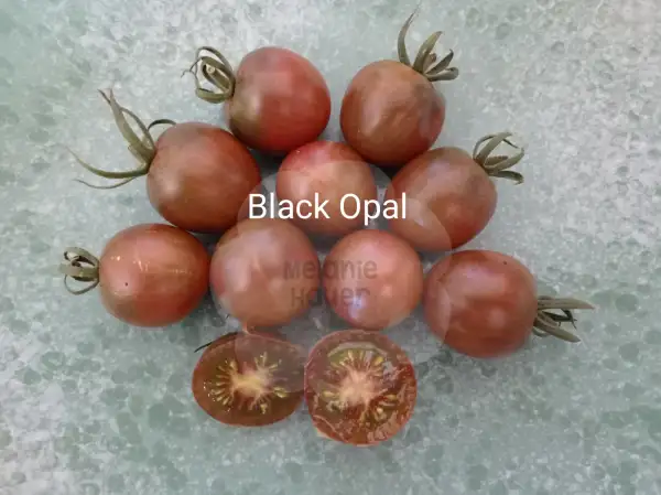 Tomaten: Black Opal