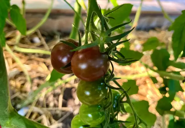 Tomaten: Black Opal