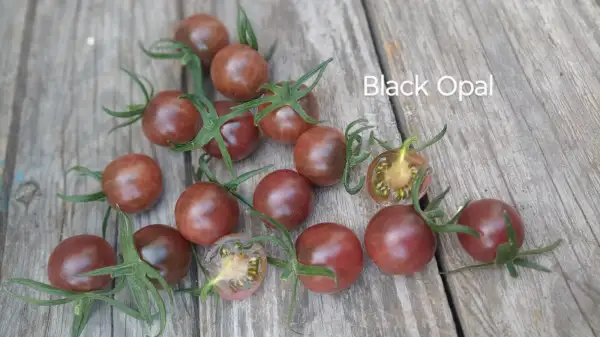Tomaten: Black Opal