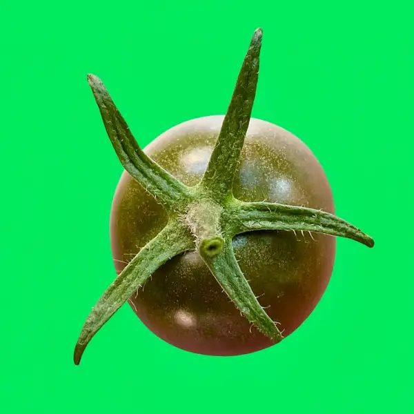 Tomaten: Black Opal