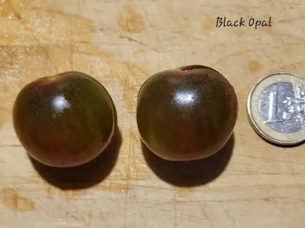 Tomaten: Black Opal