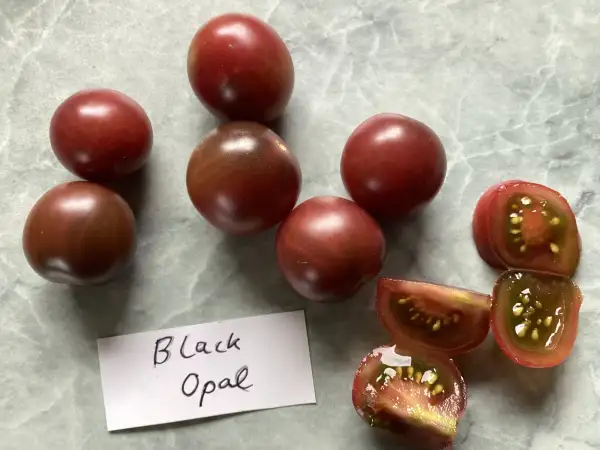 Tomaten: Black Opal