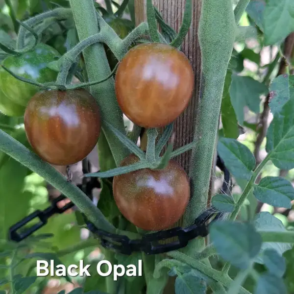 Tomaten: Black Opal