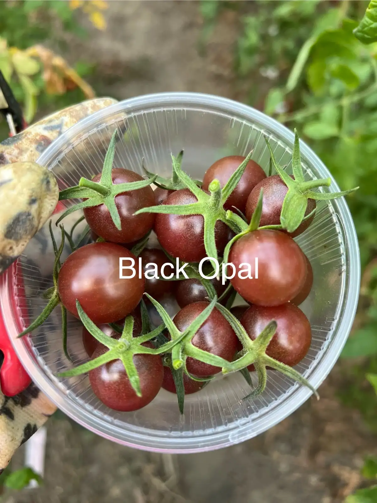 Tomaten: Black Opal