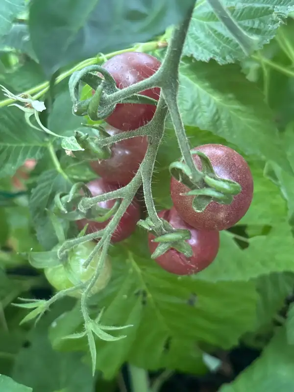 Tomaten: Black Opal