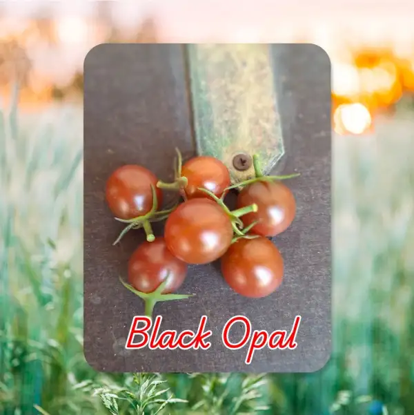 Tomaten: Black Opal