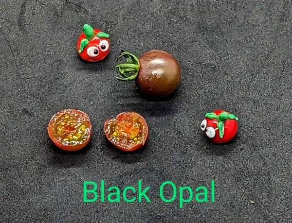 Tomaten: Black Opal