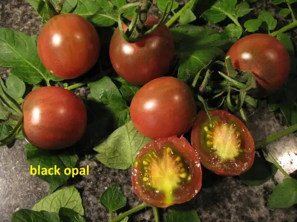 Tomaten: Black Opal