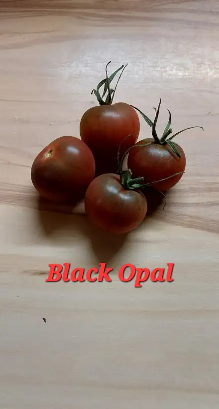 Tomaten: Black Opal