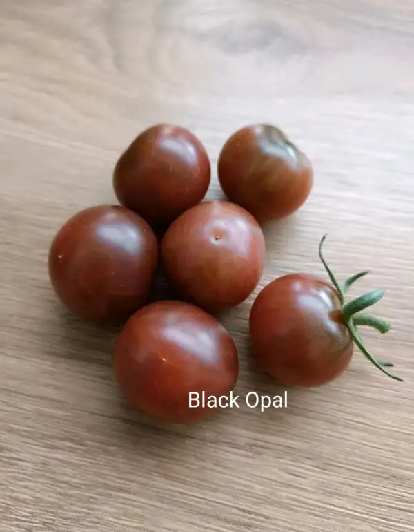 Tomaten: Black Opal