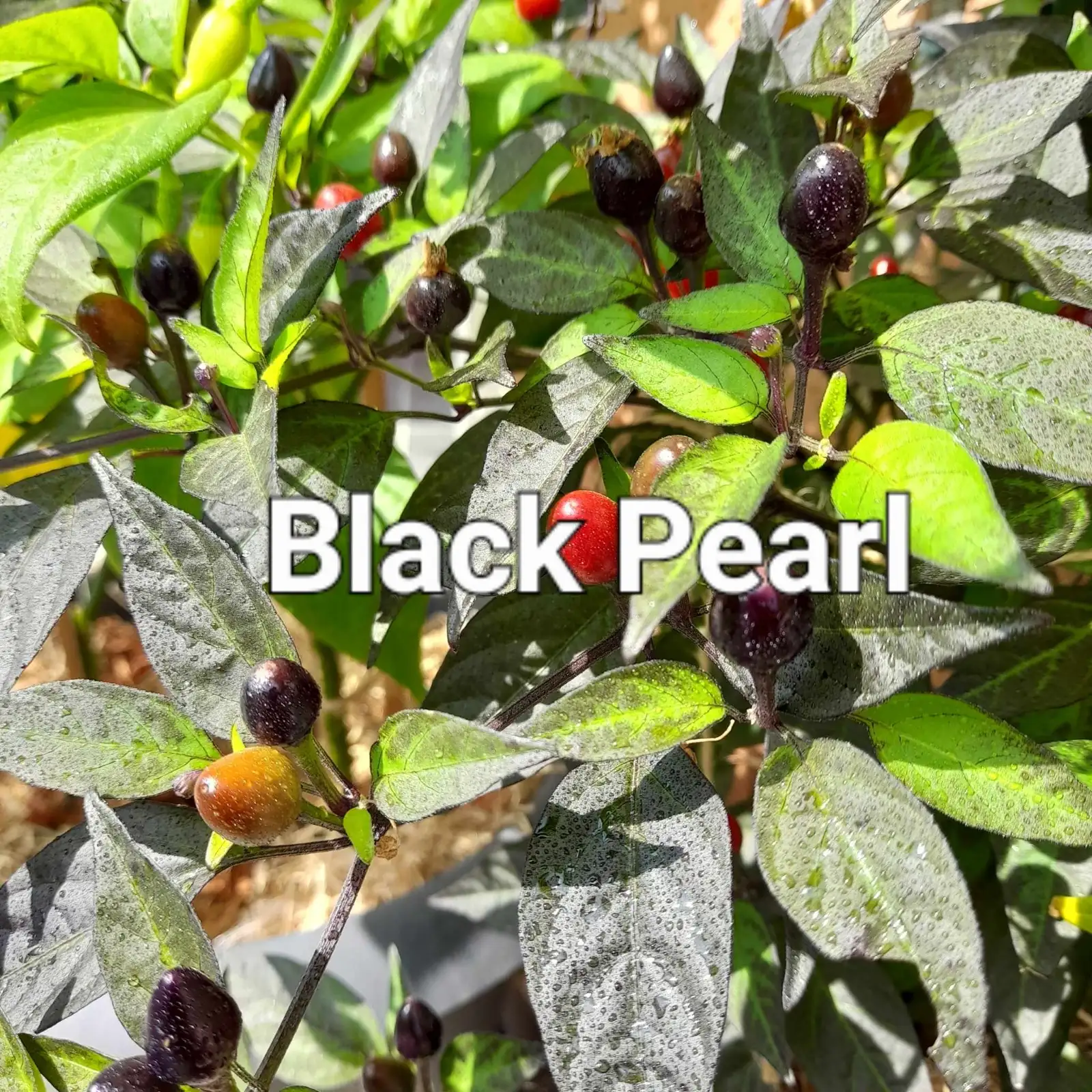 Chili / Paprika: Black Pearl (Schärfegrad 7)