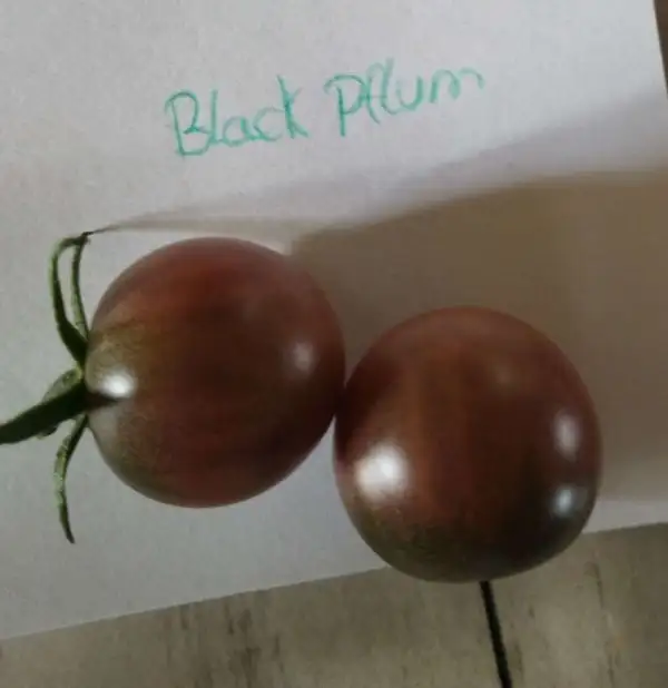 Tomaten: Black Pflum