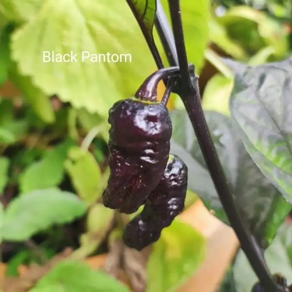 Chili / Paprika: Black Phantom