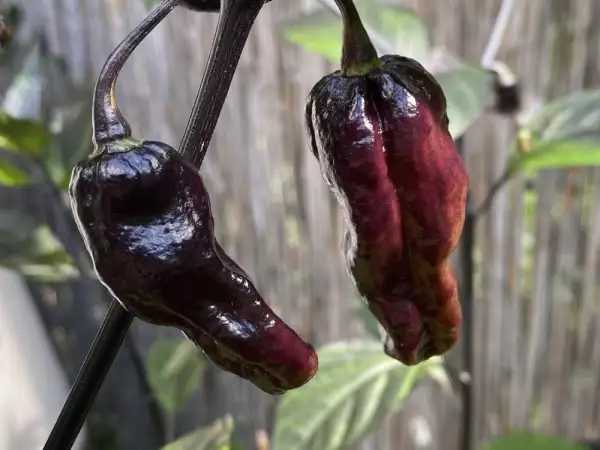 Chili / Paprika: Black Phantom