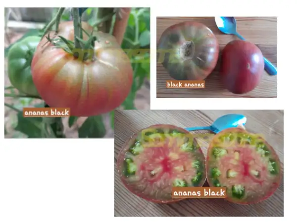 Tomaten: Black Pineapple