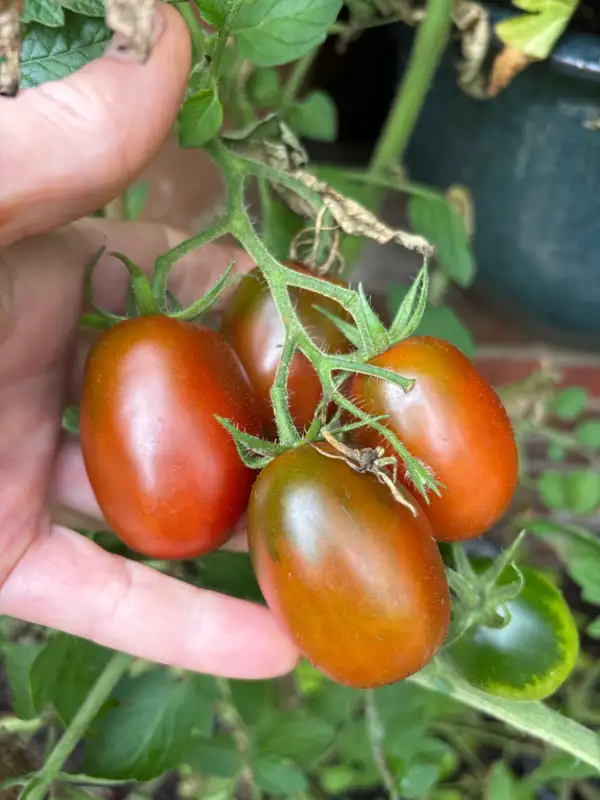 Tomaten: Black Plum