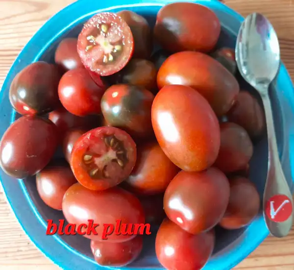 Tomaten: Black Plum