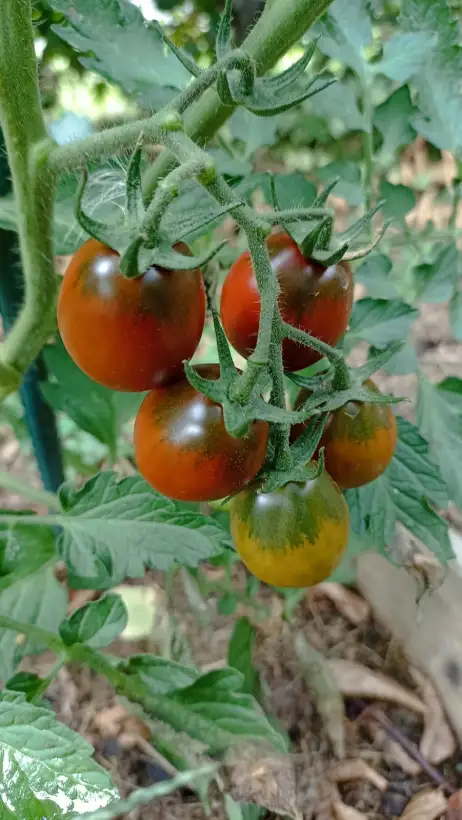 Tomaten: Black Plum