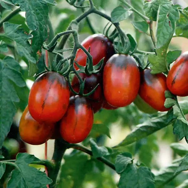 Tomaten: Black Plum