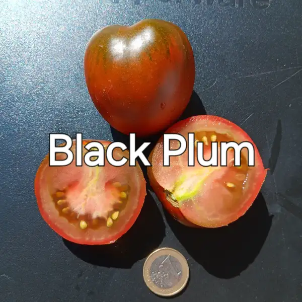Tomaten: Black Plum