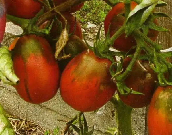 Tomaten: Black Plum