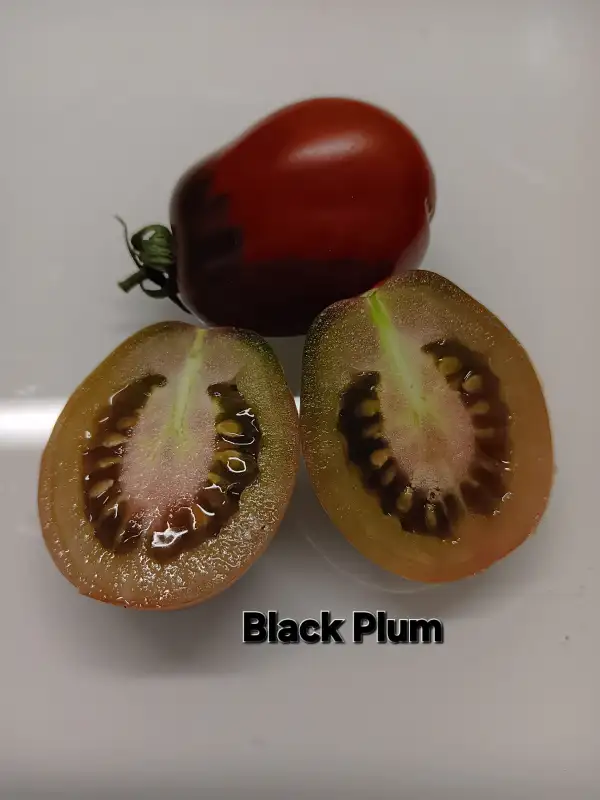 Tomaten: Black Plum