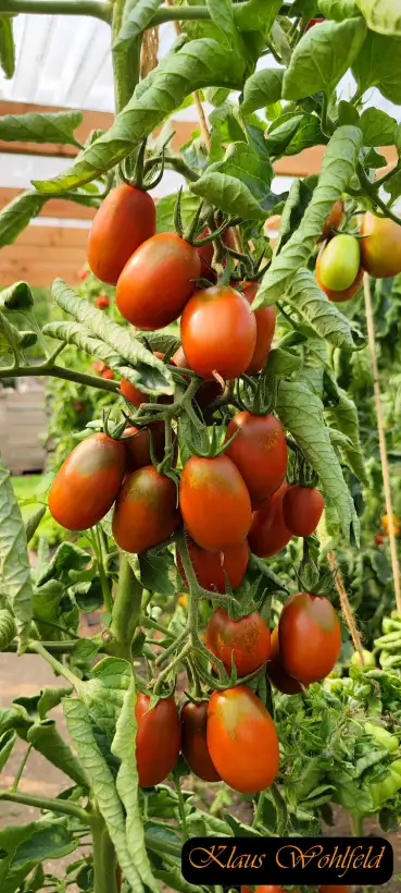 Tomaten: Black Plum