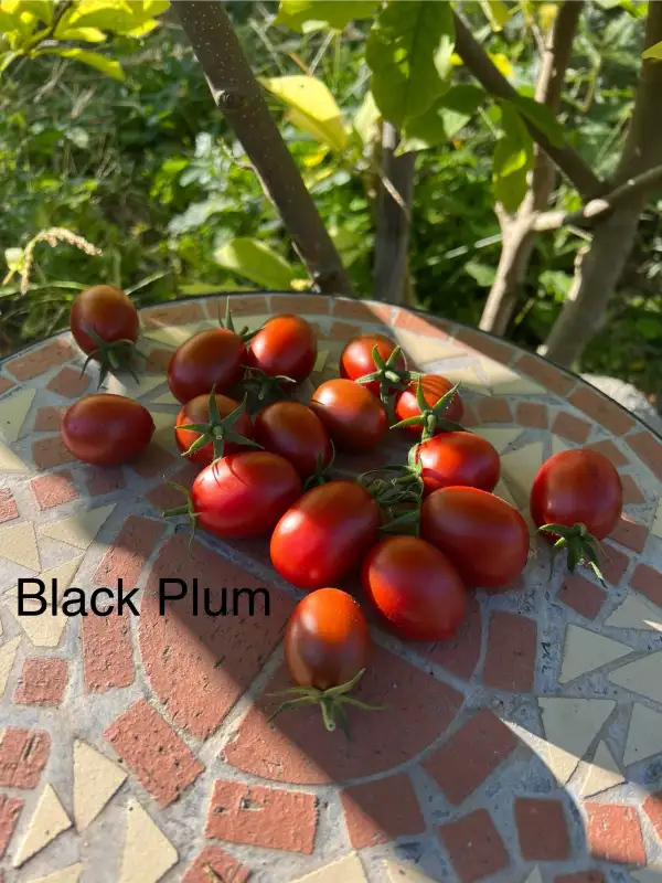 Tomaten: Black Plum