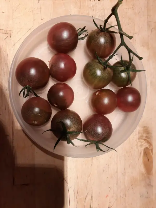 Tomaten: Black Plum 3-4cm süss weich platzen bei Überreife starkwüchsig