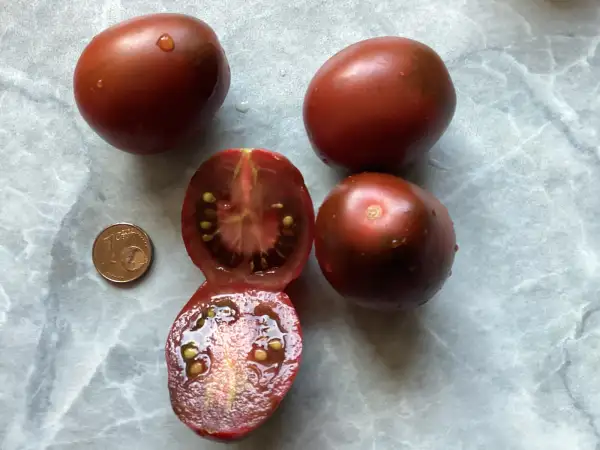 Tomaten: Black Plum