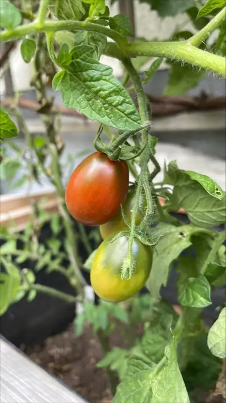 Tomaten: Black Plum