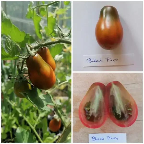 Tomaten: Black Plum