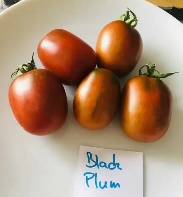 Tomaten: Black Plum